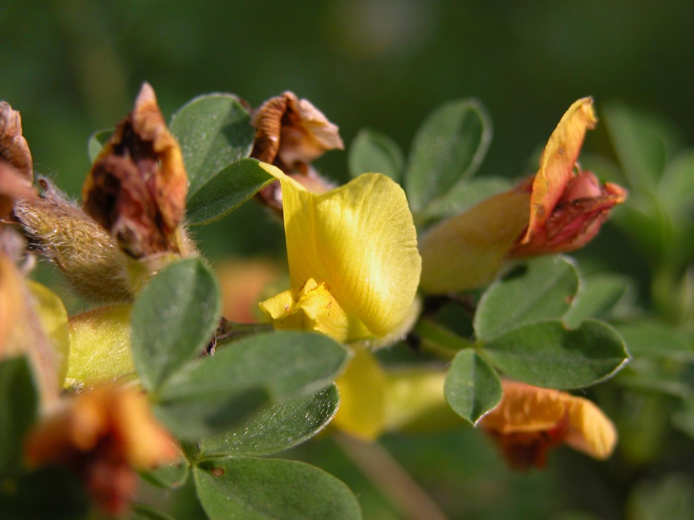 Broom, Hairy flower